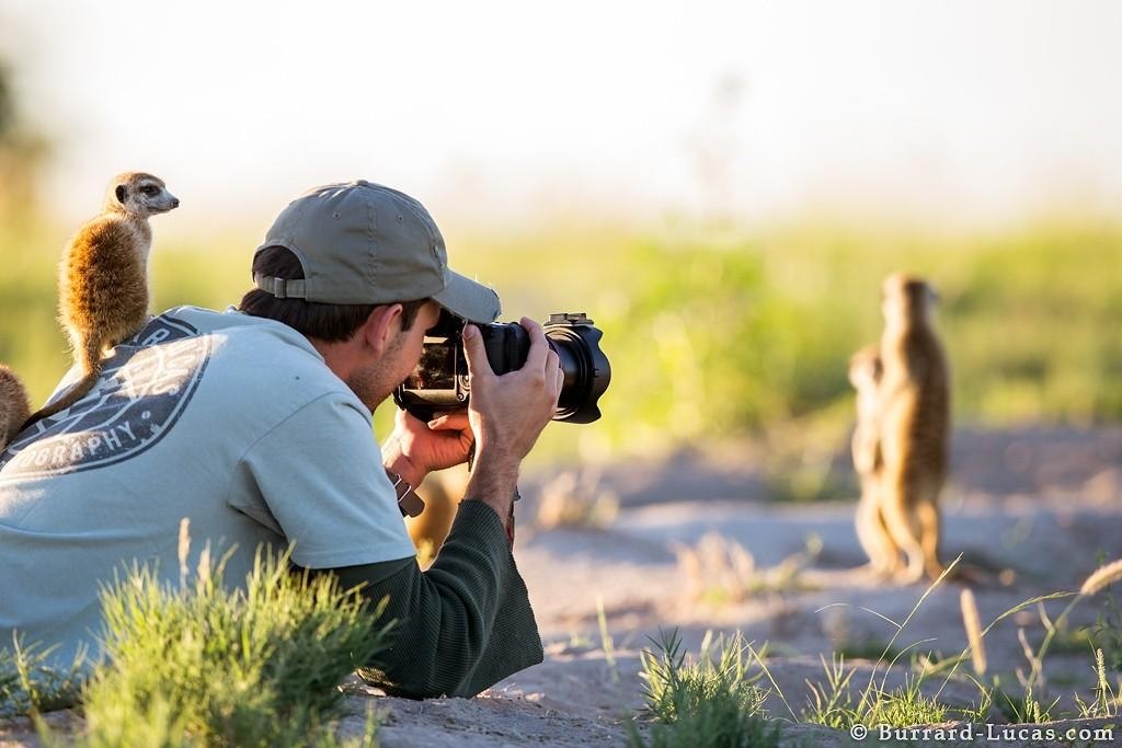Animals with photographers