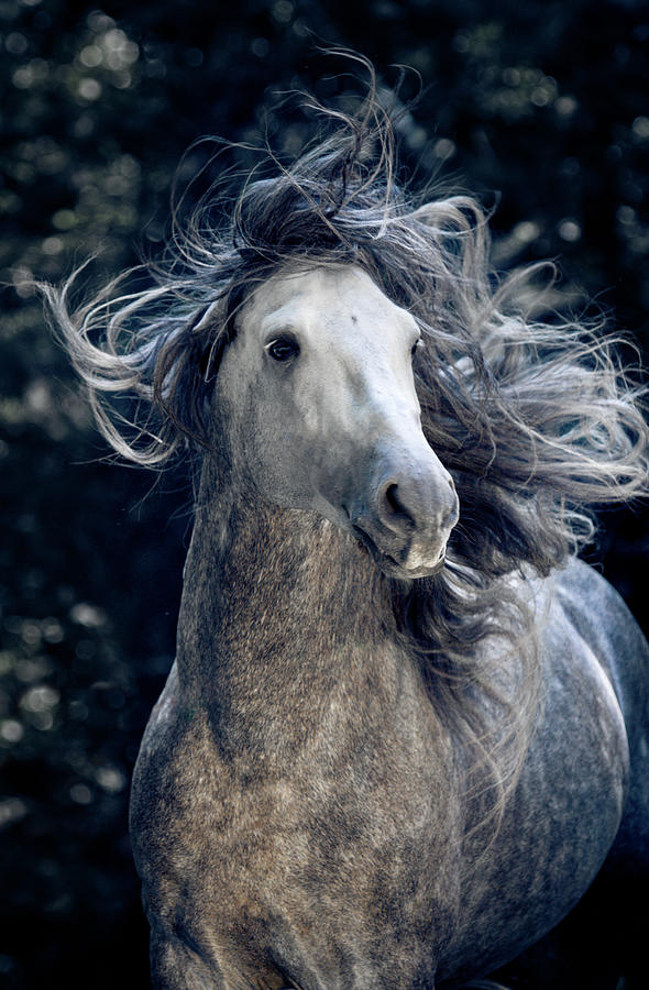 Photograph of a horse